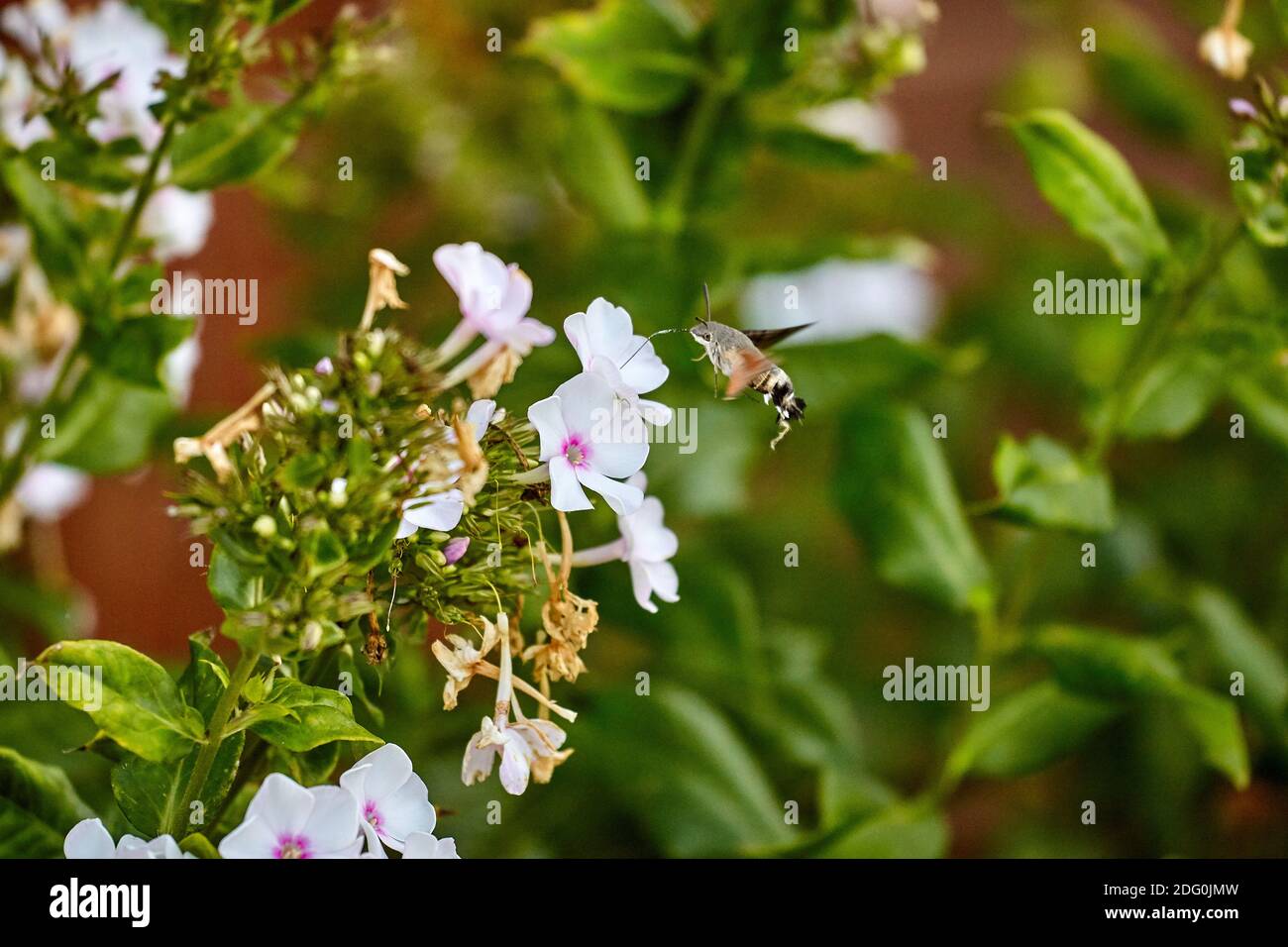 Macroglossum stellatarum motyl koliber na kwiatku floksa Stock Photo