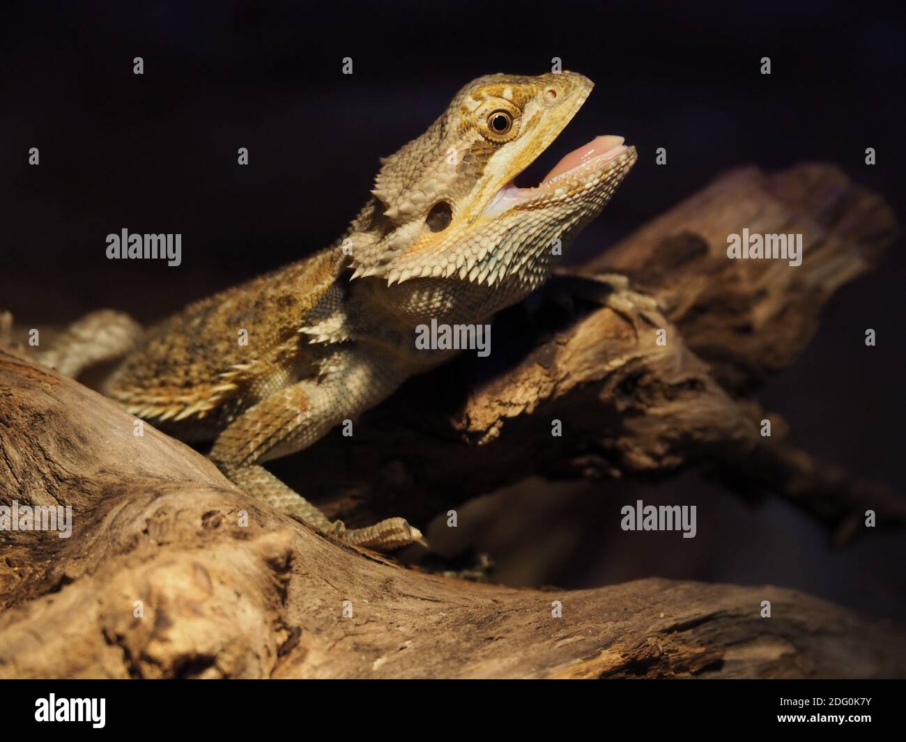 Bearded dragon with mouth open hires stock photography and images Alamy