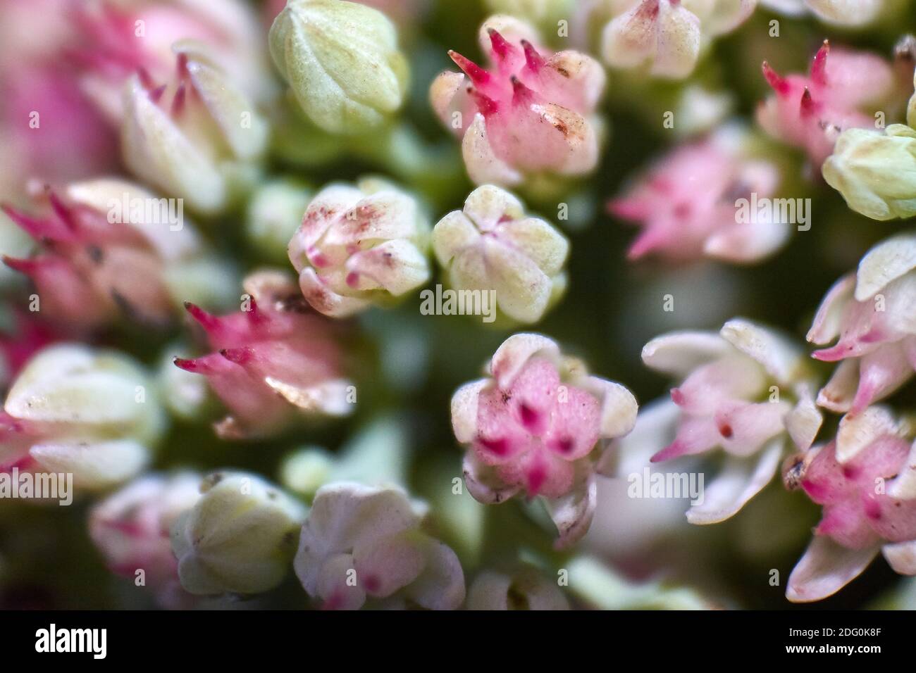 abstract image of a magnified flower Sedum spectabile Boreau Stock Photo