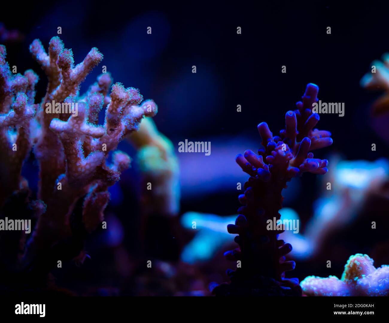 Corals getting propagated by fragmenting in a under water coral farm.  Stock Photo