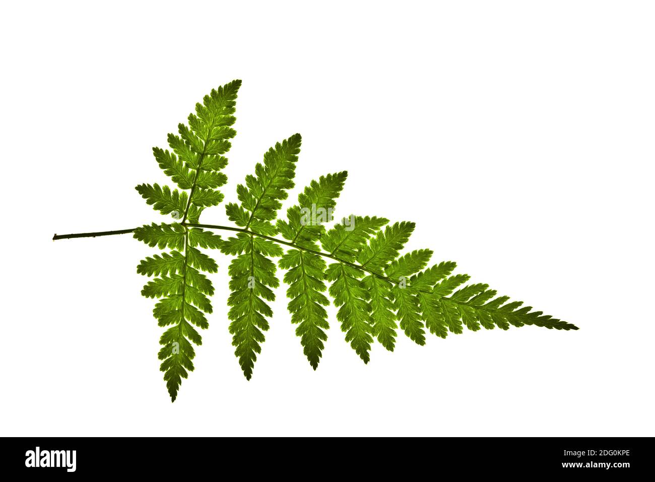 Transparent fern hi-res stock photography and images - Alamy