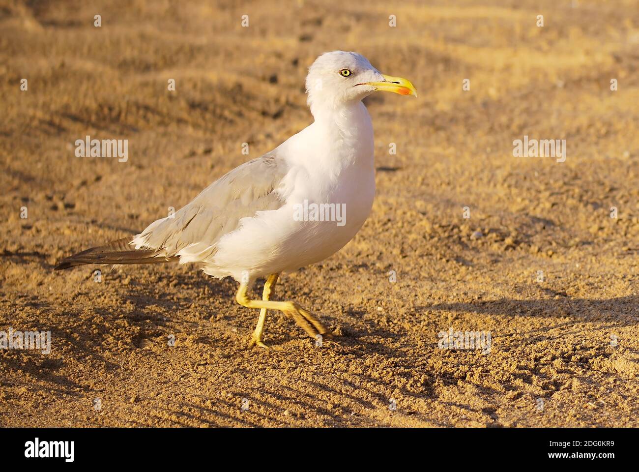 Sea bird seagull on sand beach. nature Stock Photo