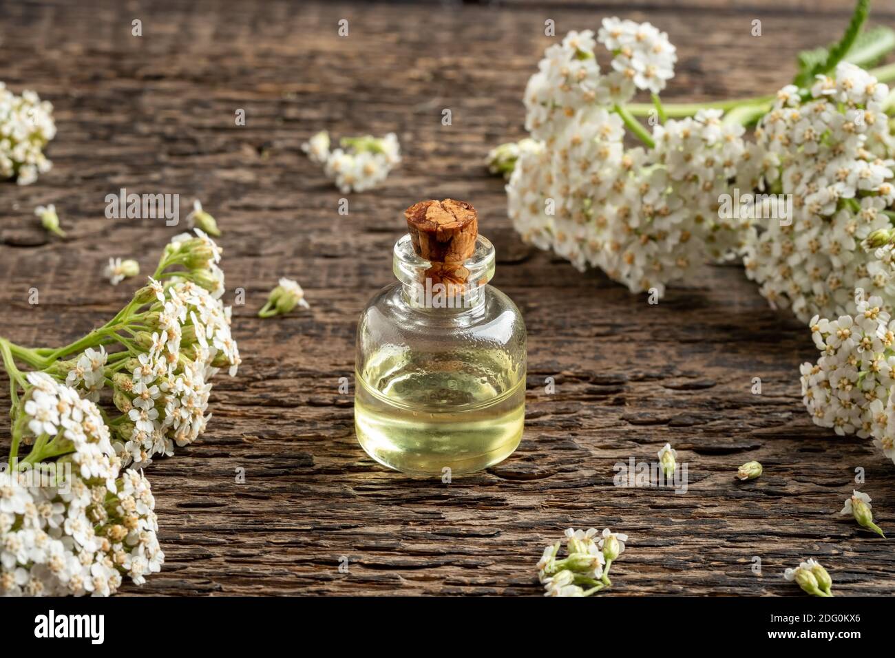 Essential oil bottle with fresh blooming yarrow plant Stock Photo