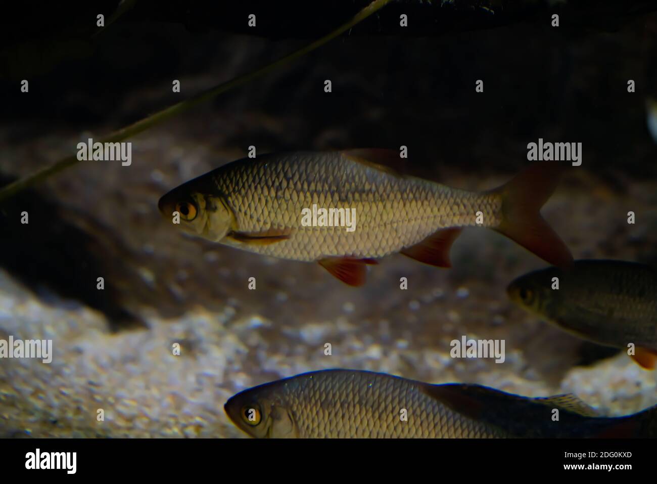 Rudd fresh water hi-res stock photography and images - Alamy