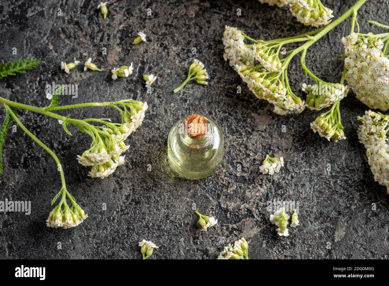 Essential oil bottle with fresh blooming yarrow twigs on a dark background Stock Photo