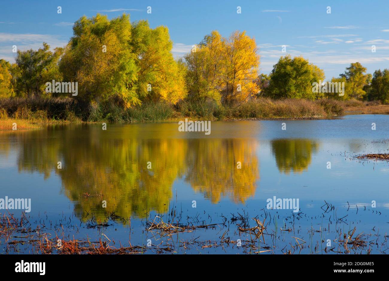 Willow reflection, Colusa National Wildlife Refuge, California Stock Photo Alamy