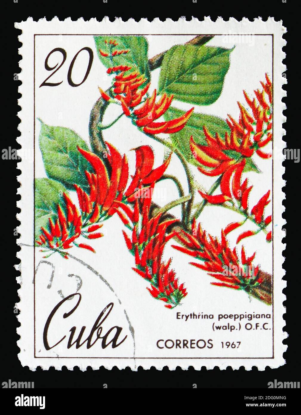 MOSCOW, RUSSIA - AUGUST 18, 2018: A stamp printed in Cuba shows Erythrina poeppigiana, Botanical Gardens in Cuba serie, circa 1967 Stock Photo