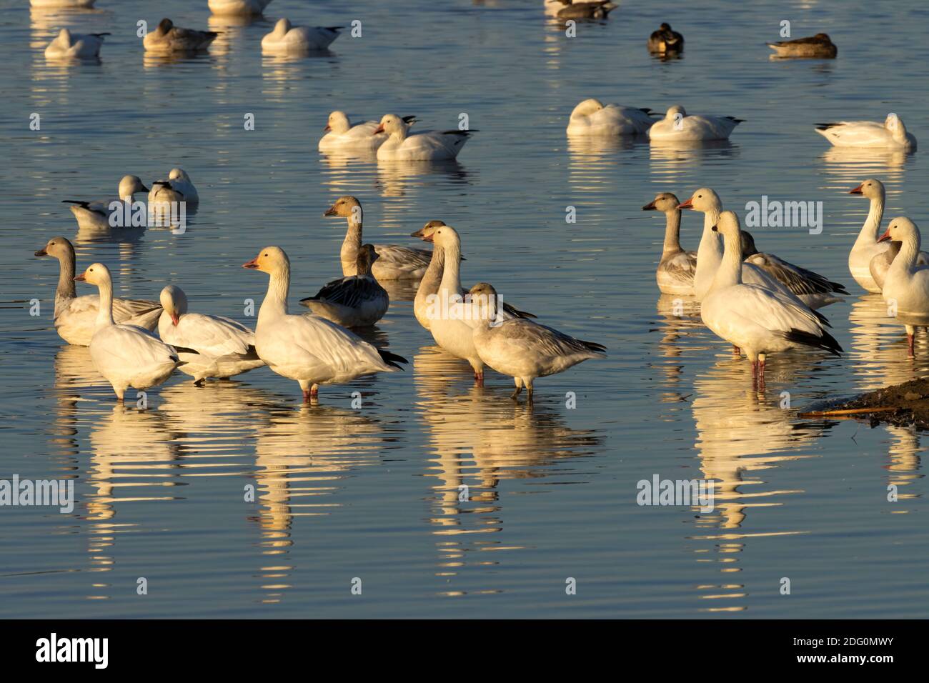 snow-geese-chen-caerulescens-gray-lodge-wildlife-area-california