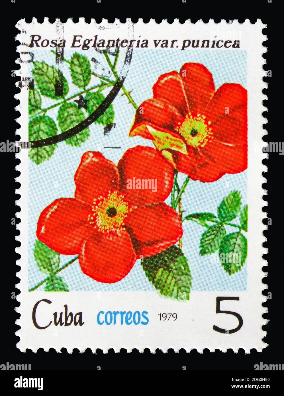 MOSCOW, RUSSIA - AUGUST 18, 2018: A stamp printed in Cuba shows Rosa rubiginosa var. punicea, Flowers - Roses serie, circa 1979 Stock Photo