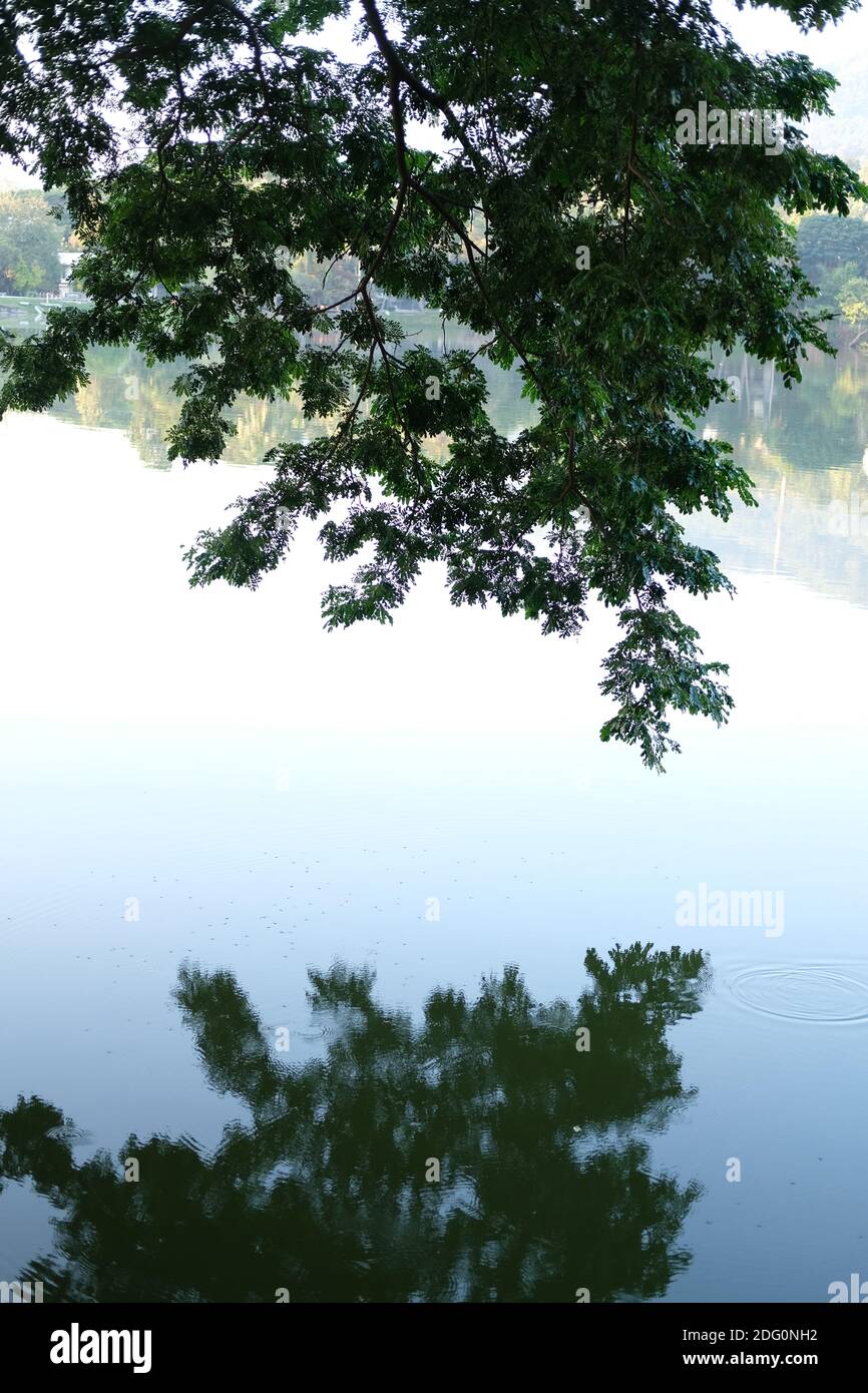 tree and reflection on lake pond, calm nature scenery Stock Photo - Alamy