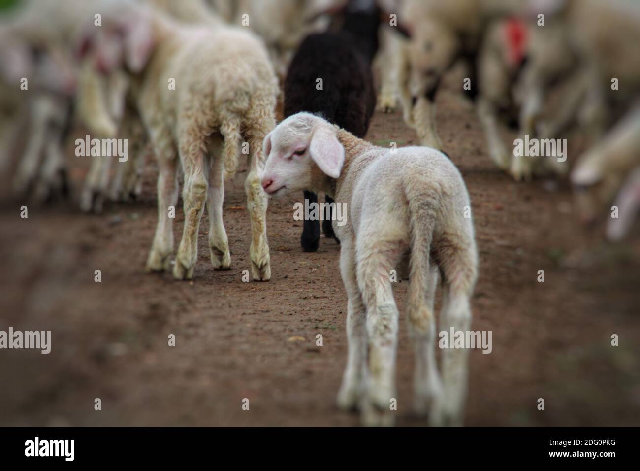 flock of sheep standing in pasture near rome italy Stock Photo