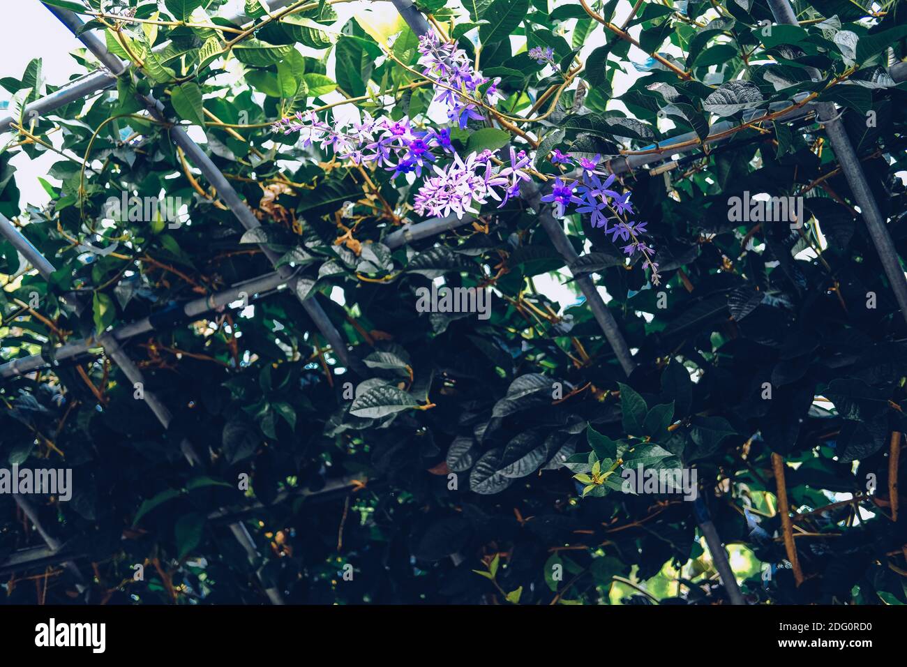 purple wreath Sandpaper Vine flower plant tree growing on pergola