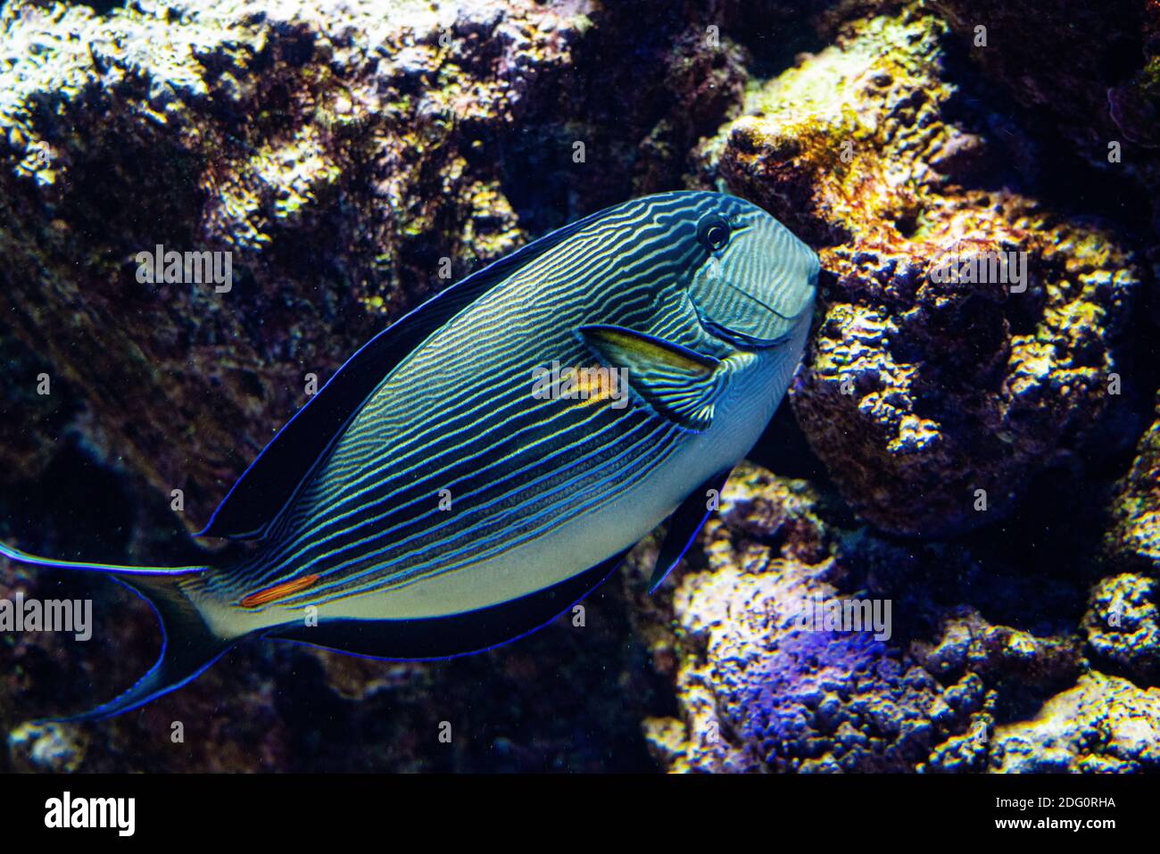 Beautiful sohal surgeon fish on a coral reef.  Stock Photo