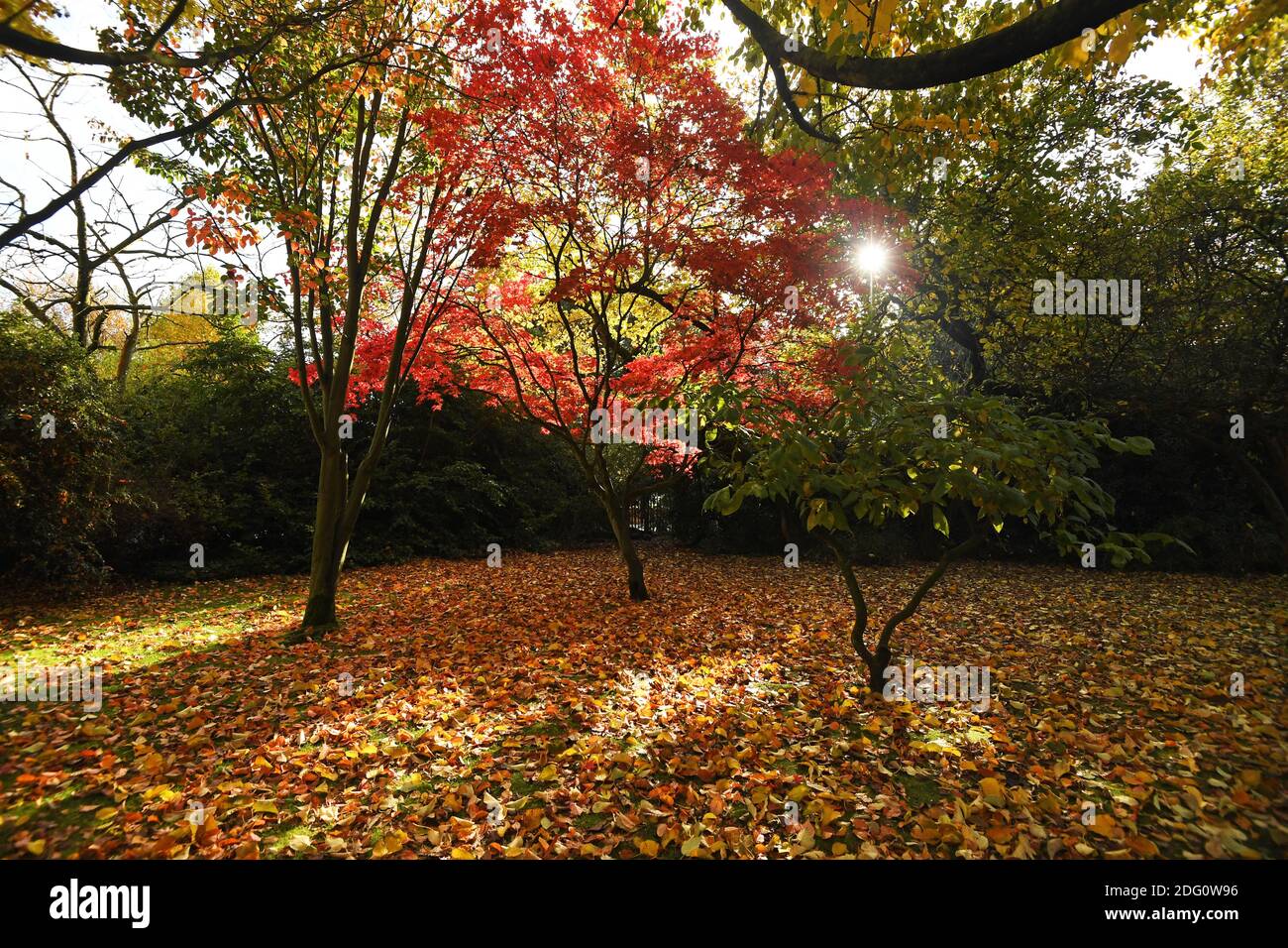 Beautiful autumn colours in Calderstones Park, Liverpool. Photo by Colin Lane Stock Photo