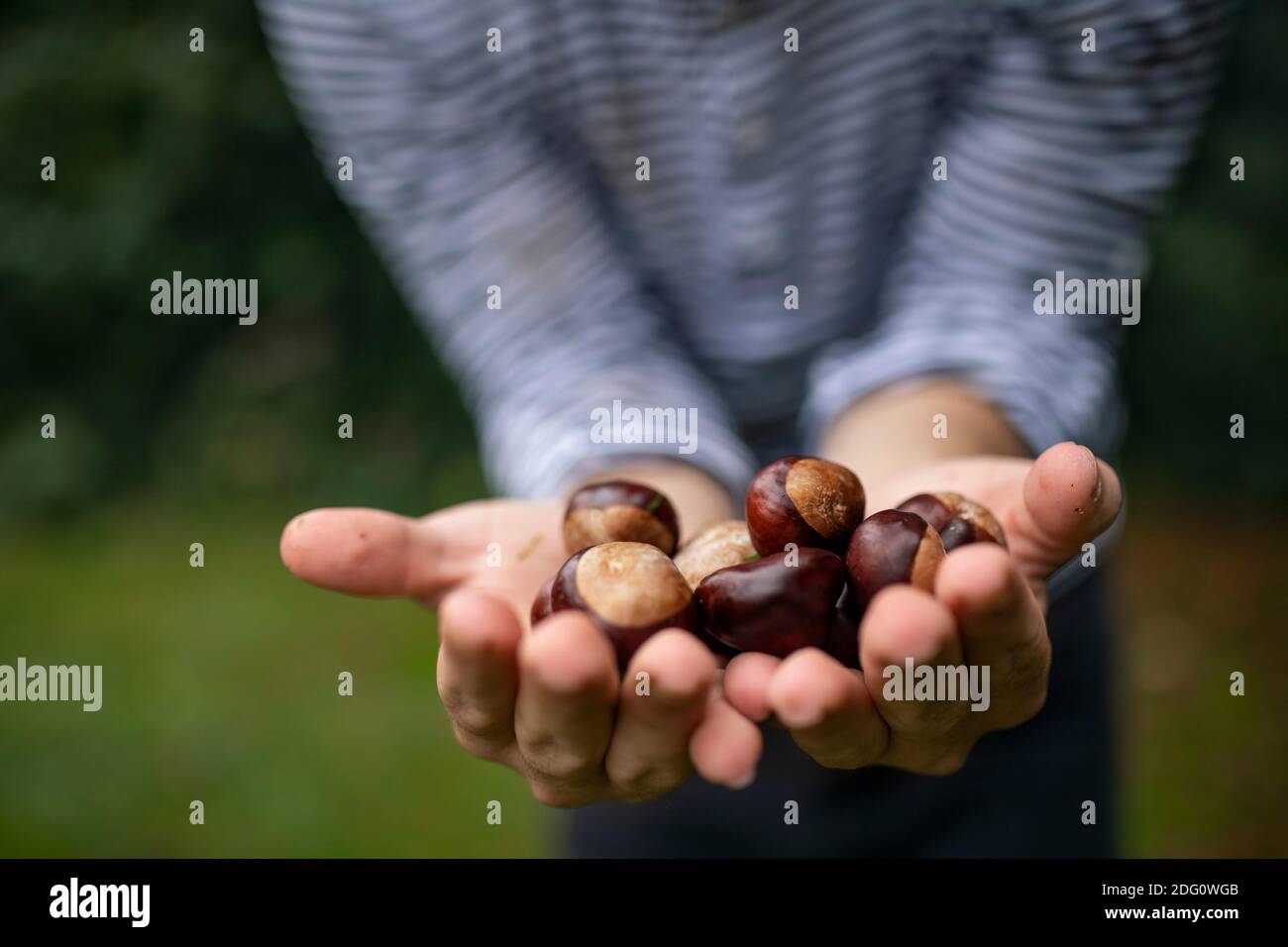 Unrecognizable man standing outdoors, holding conkers in hands. Stock Photo