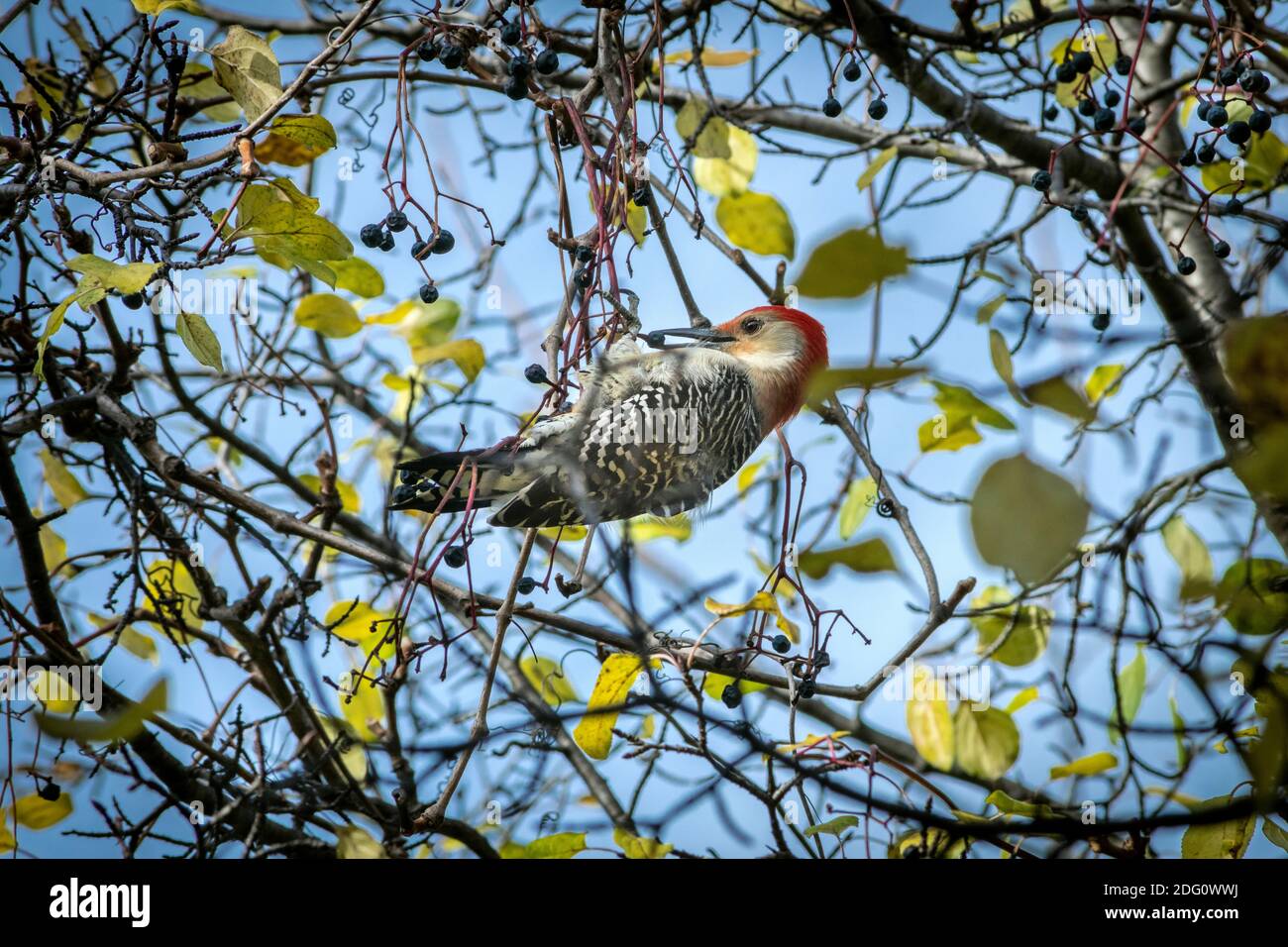 Red-bellied woodpecker (Melanerpes carolinus) feeding on a tree Stock Photo