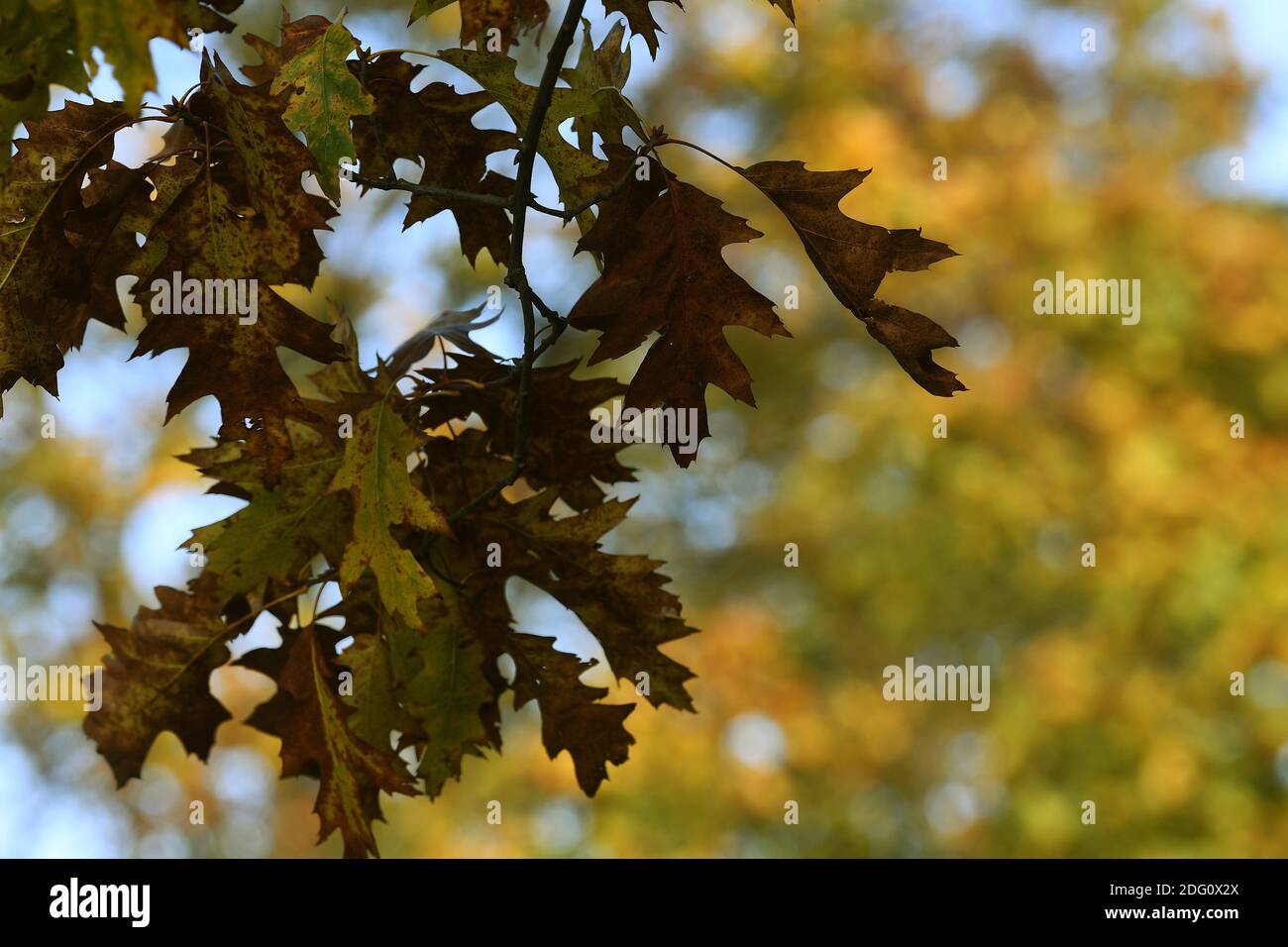 Autumnal picture from St Neots Stock Photo