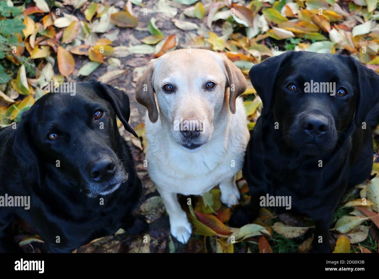 White flat coated retriever hi res stock photography and images Alamy