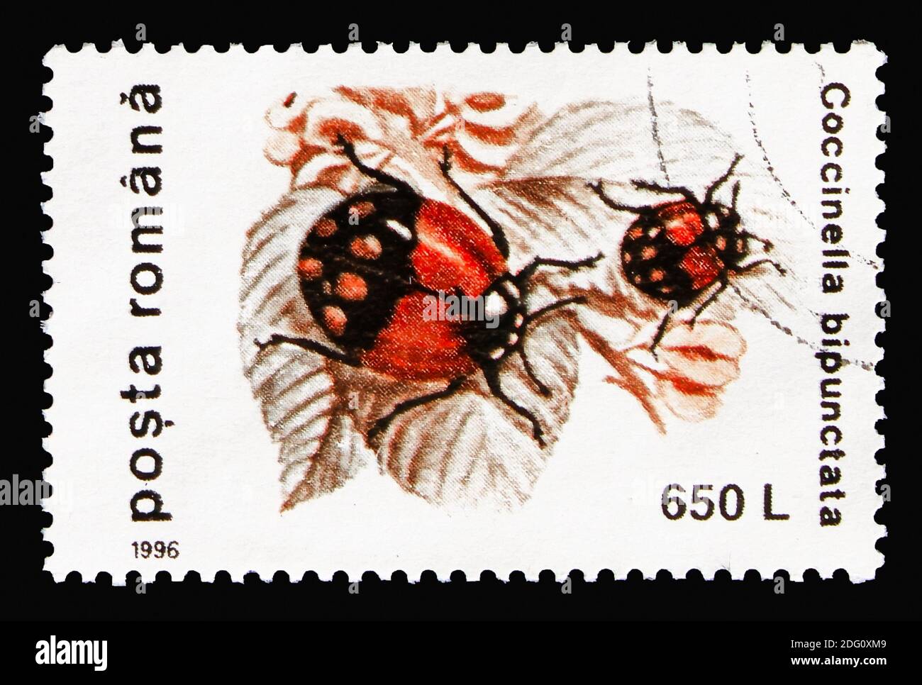 MOSCOW, RUSSIA - AUGUST 18, 2018: A stamp printed in Romania shows Two-spot Ladybird (Coccinella bipunctata), Beetles serie, circa 1996 Stock Photo