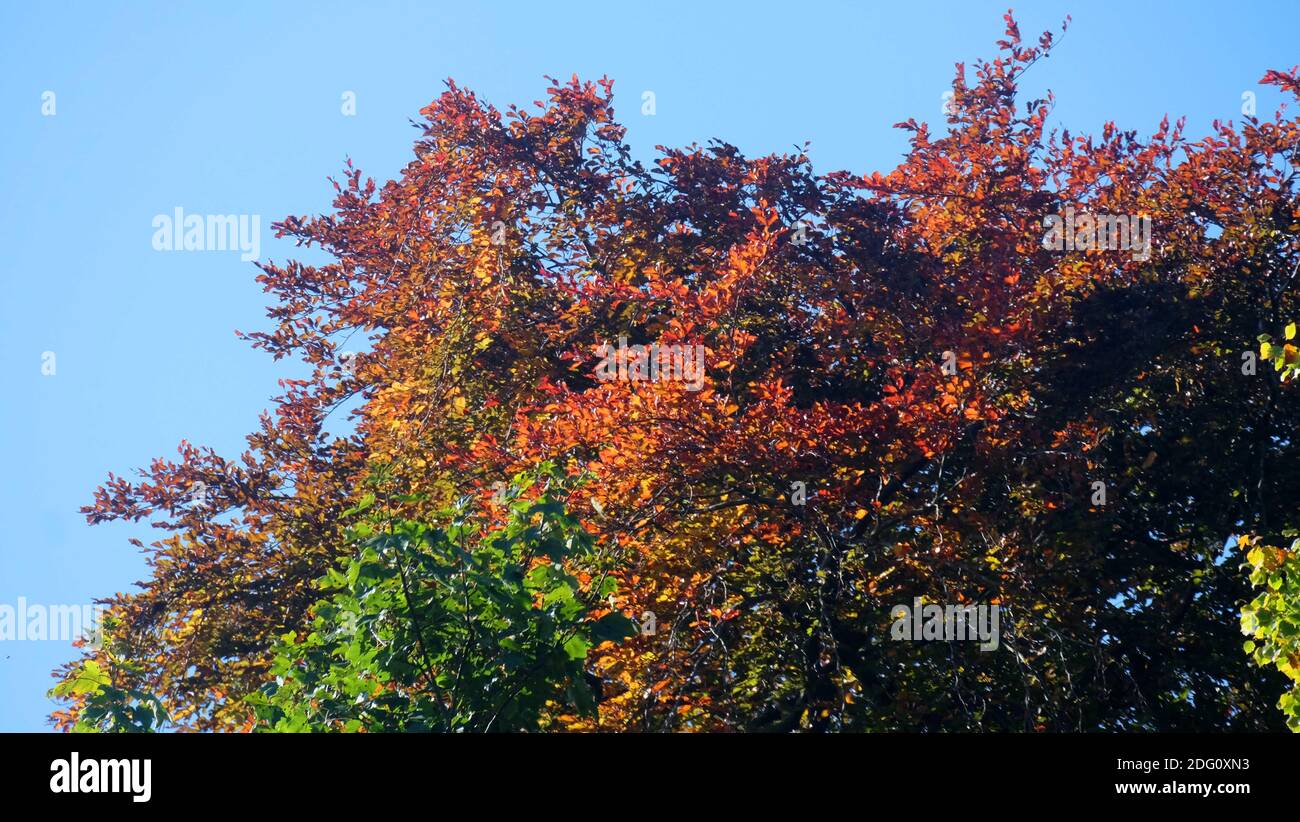 Northumberland ablaze the length and breadth of the county with the colours of Autumn.Sunday 11th October 2020. Stock Photo