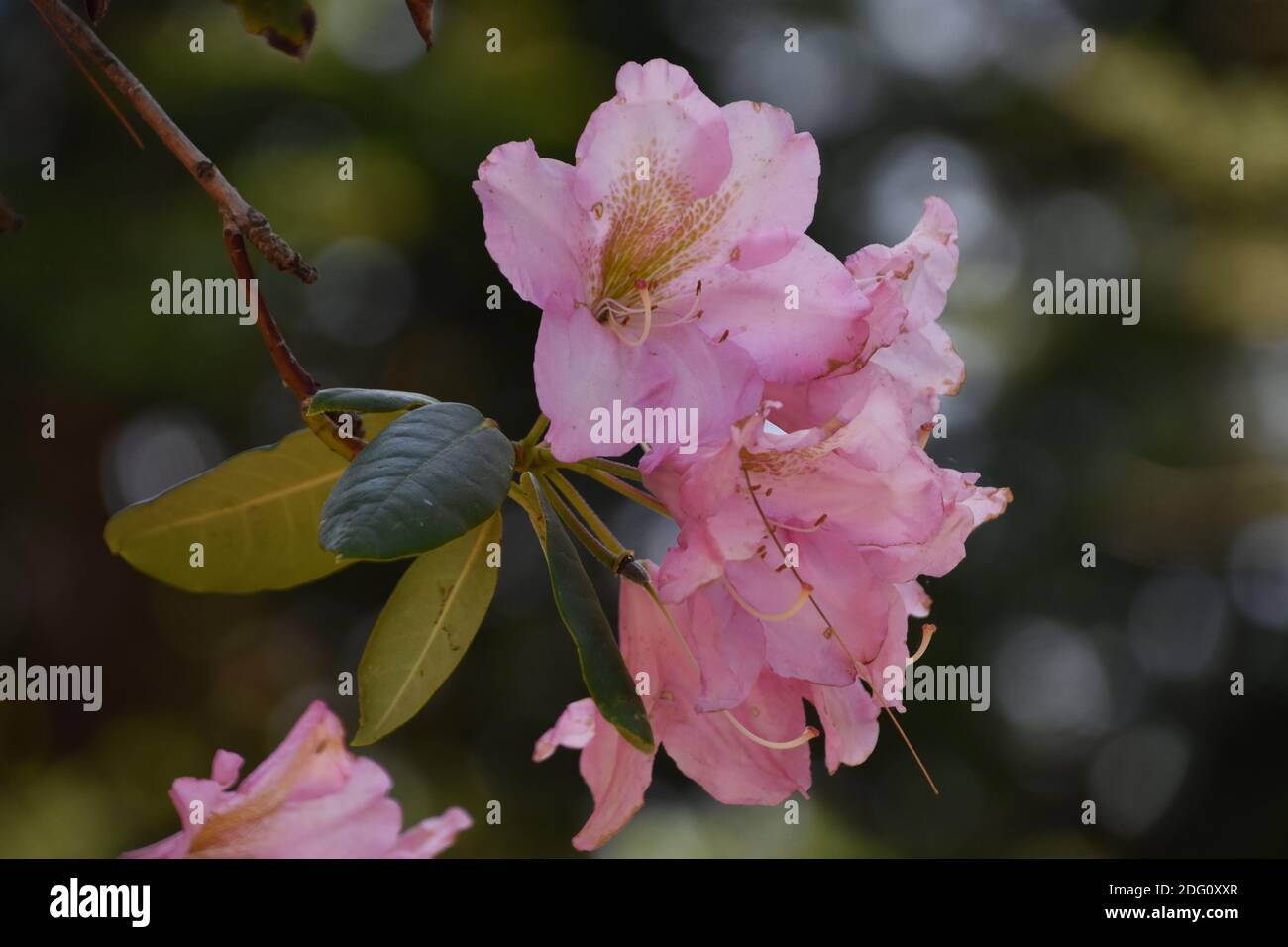 Pretty light pink flowering rhododendron bloom on a bush Stock Photo ...