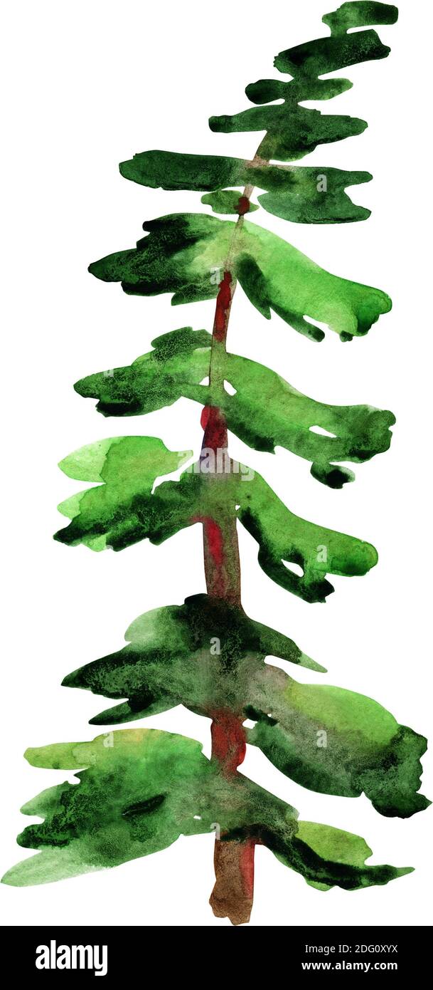 Green fir tree drawing by watercolor, isolated forest element, conifer