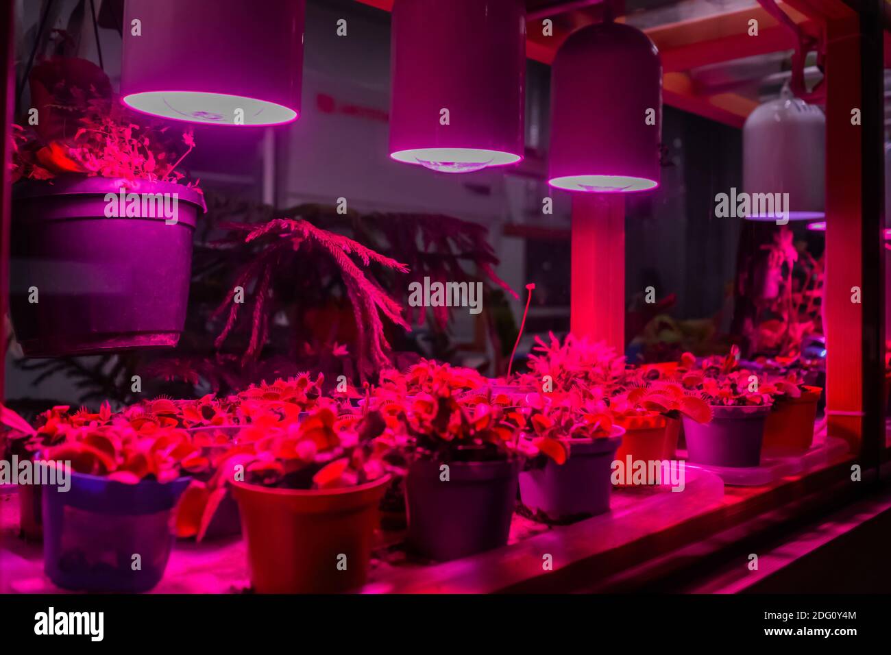 Many plants growing in pots under purple artificial LED grow lights Stock Photo Alamy