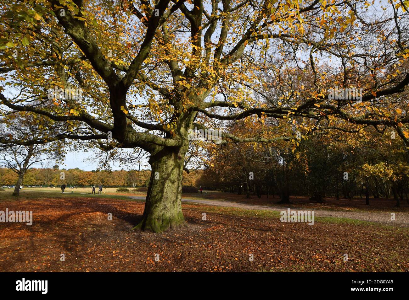 Pictured walkers out enjoying the late Autumn sunshine in Sutton Park, Sutton Coldfield, Birmingham, Thursday 12th November 2020. Many people are taking the opportunity too use public areas during the month long lockdown for a second time. Stock Photo