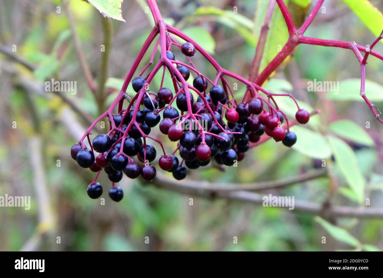 Northumberland ablaze the length and breadth of the county with the colours of Autumn. Elderberries.Sunday 11th October 2020. Stock Photo