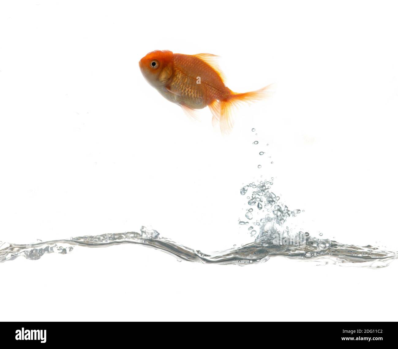 Pets fish on water Stock Photo
