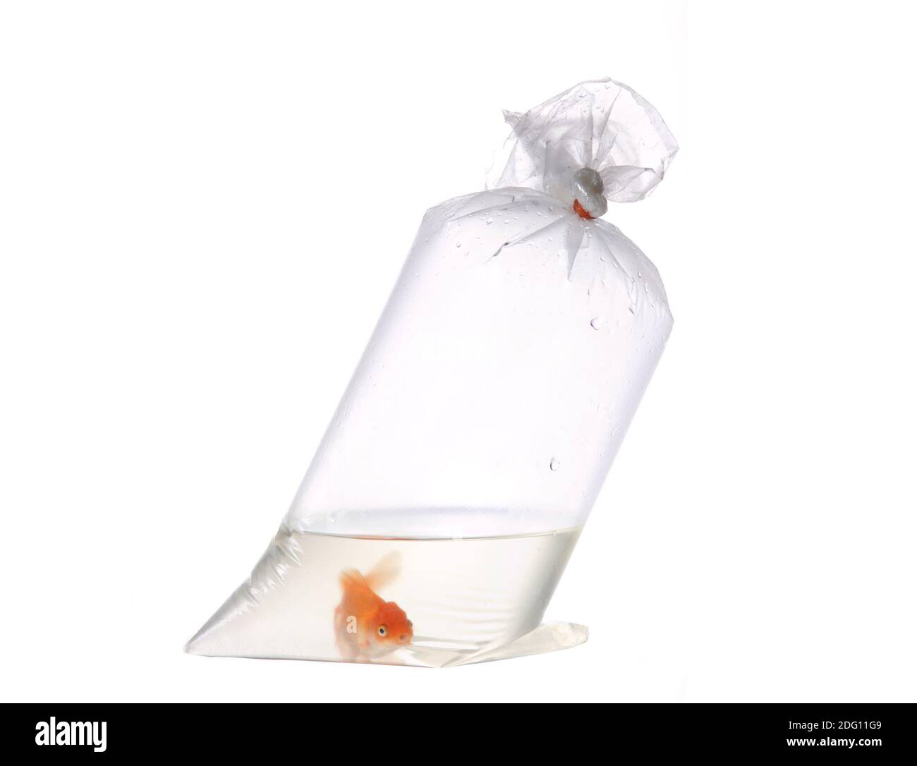 Gold fish in plastic bag Stock Photo