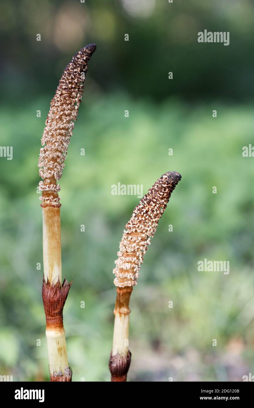 Equisetum telmateia - Great Horsetail Stock Photo
