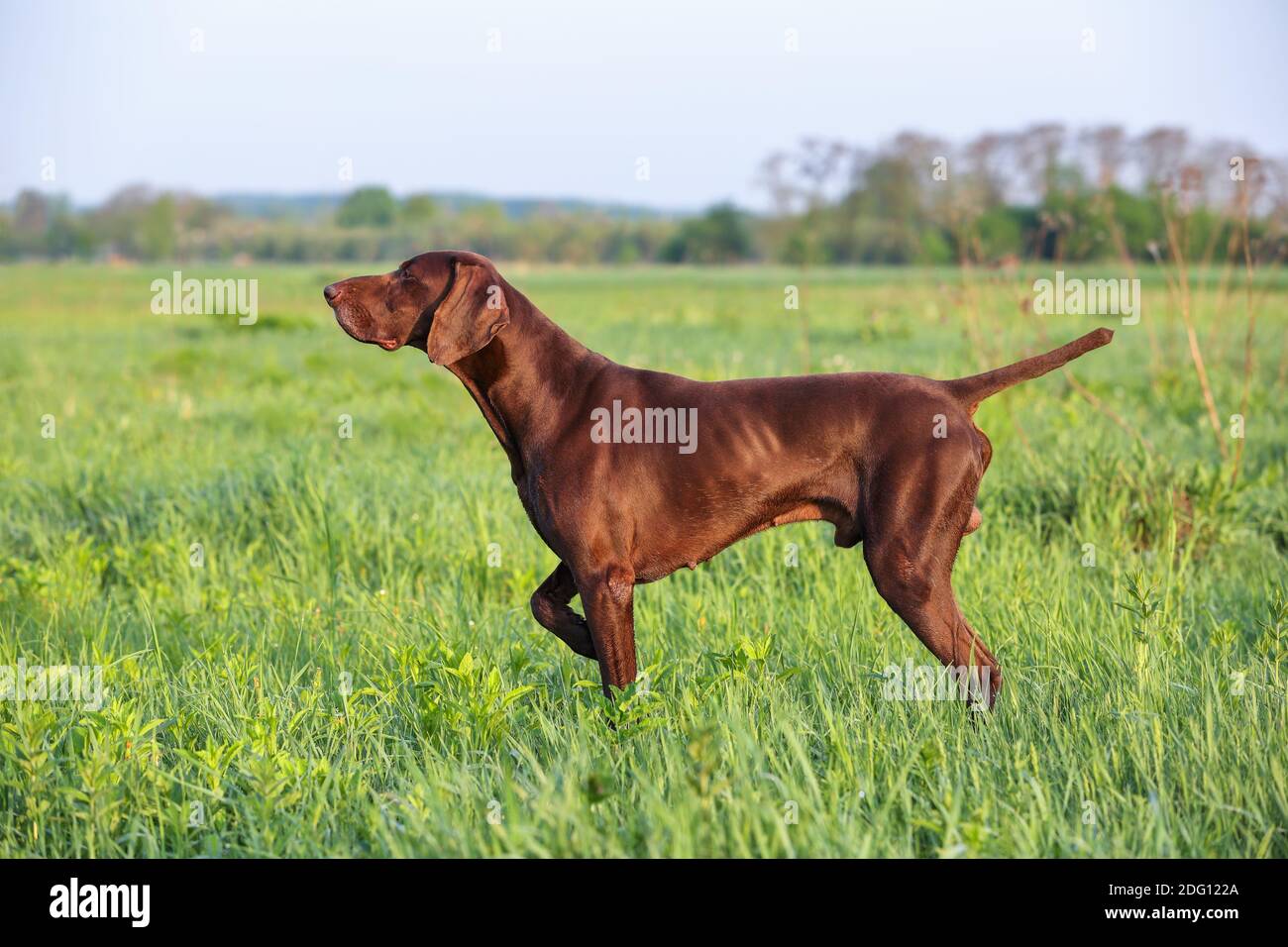 Brown German Shorthaired Pointer. A muscular hunting dog is standing in a point in the field among the green grass. A spring sunny day. Stock Photo
