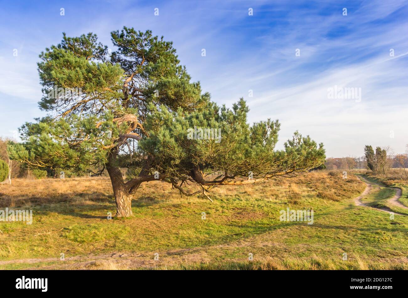 Netherlands pinus sylvestris hi-res stock photography and images - Alamy