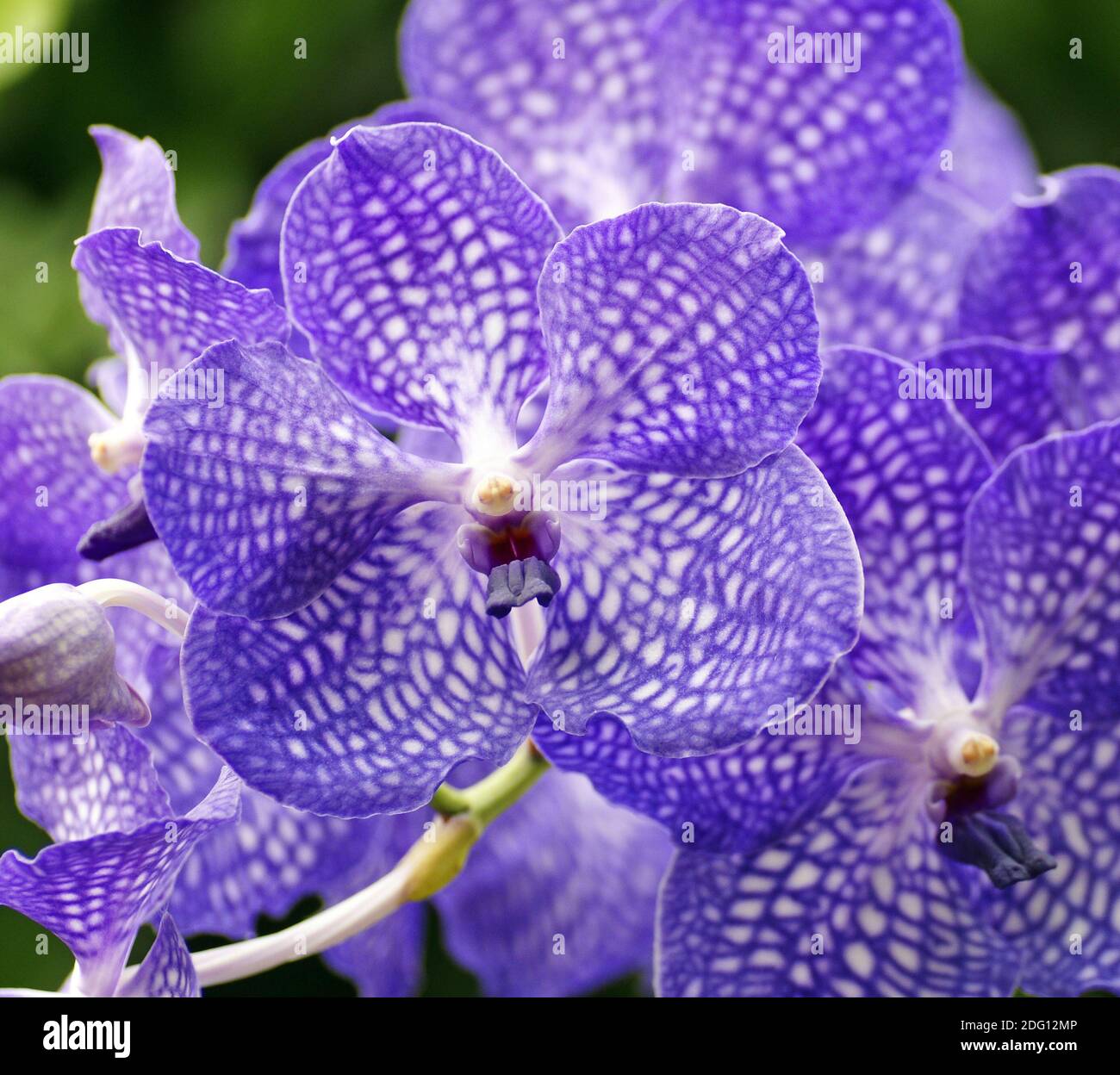 Blue orchid Stock Photo