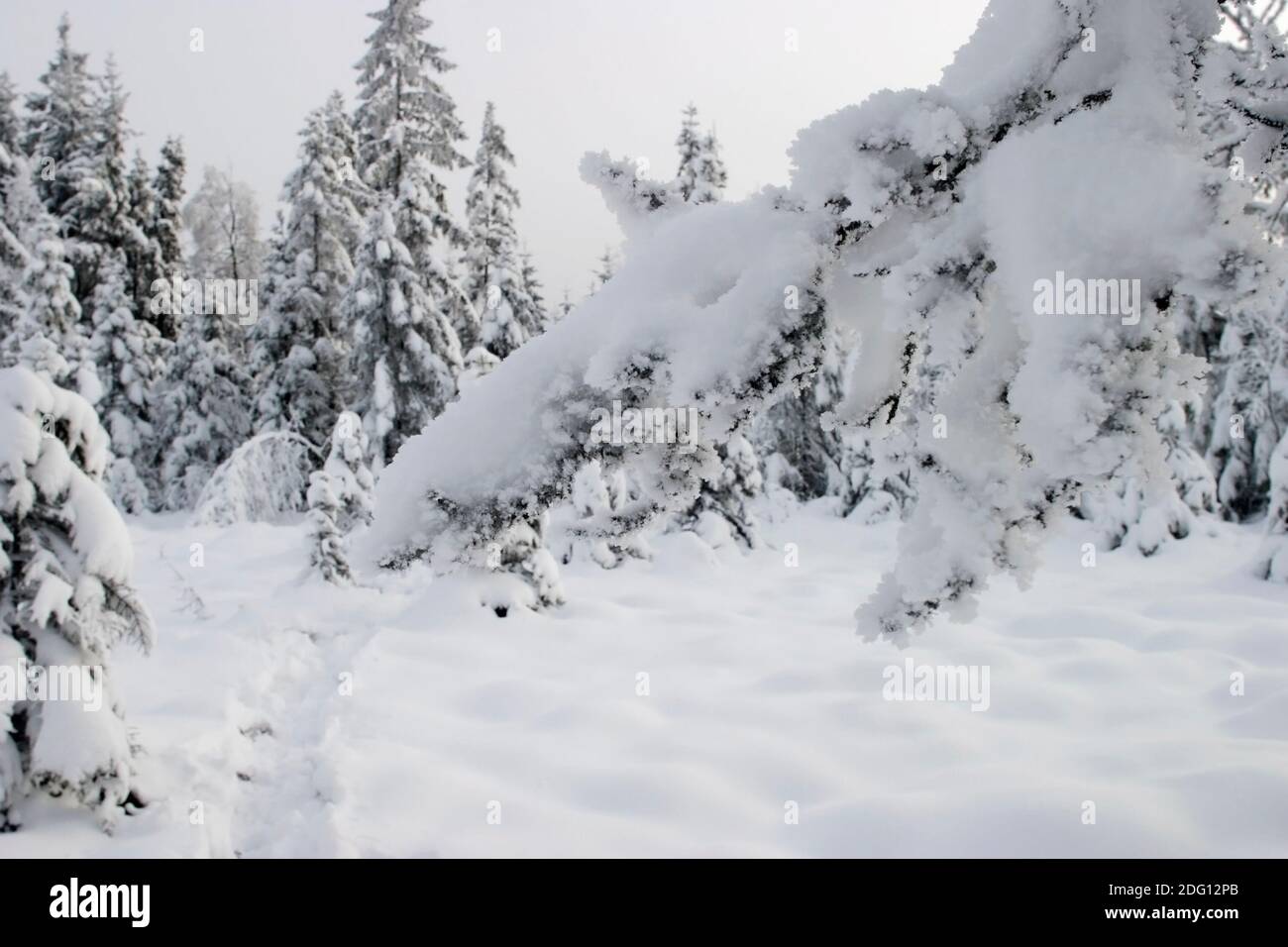 Snowy tree branch in the forest Stock Photo - Alamy