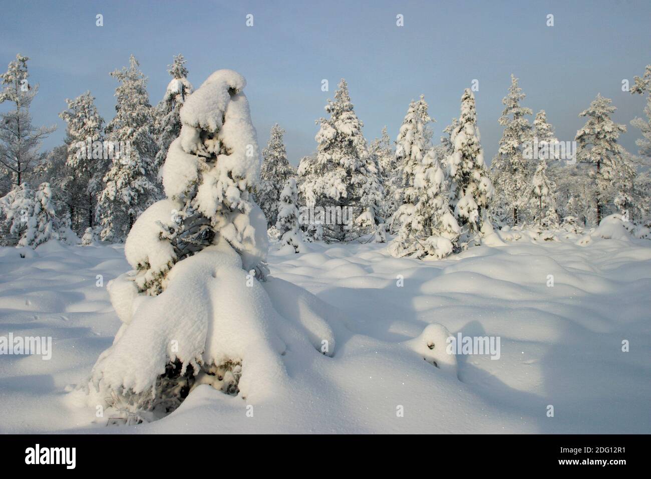 Winter forest with snow Stock Photo