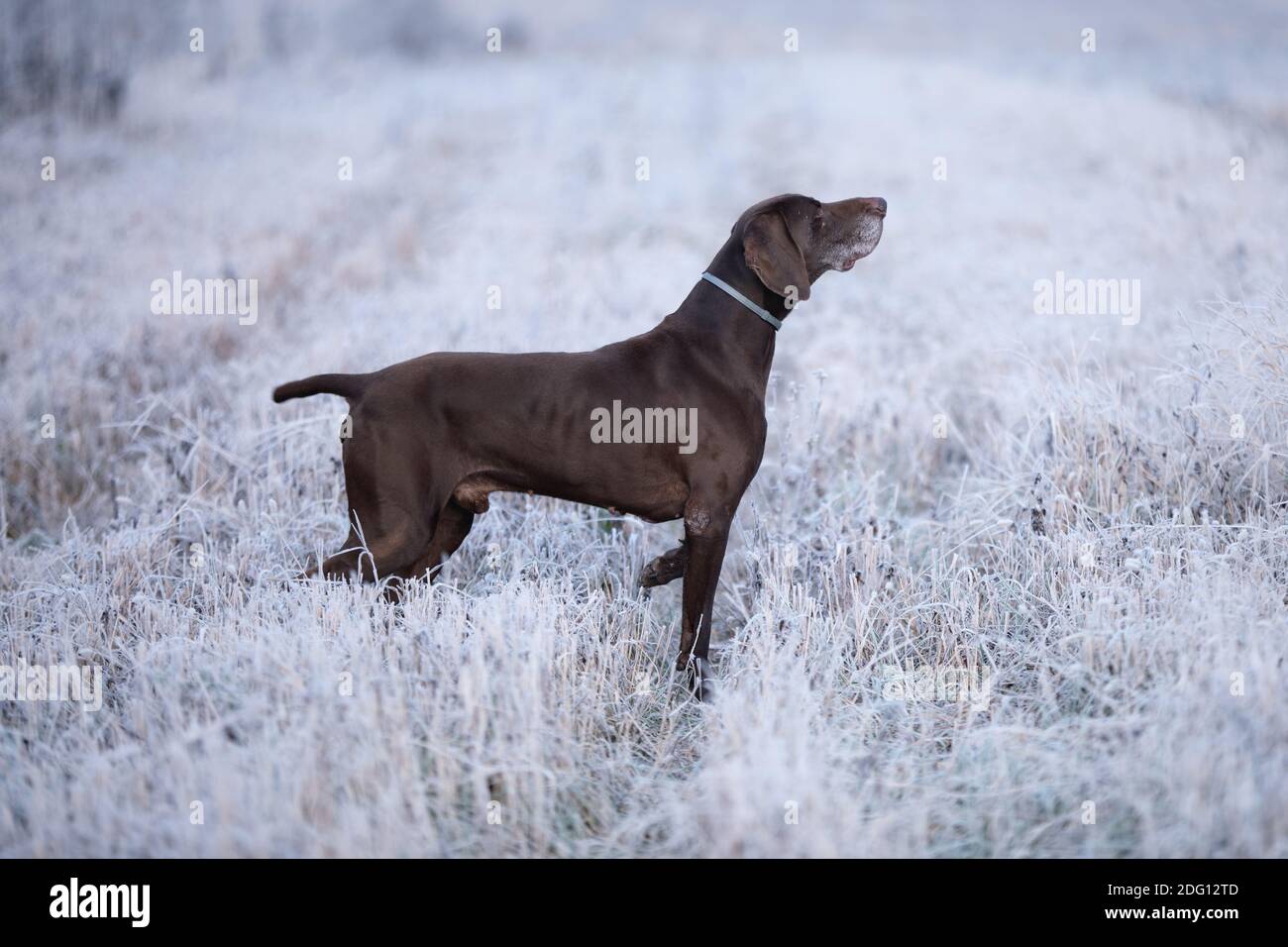 The brown hunting dog. A muscular hound, German Shorthaired Pointer, a thoroughbred, stands on a meadow covered with snow  in the point, sniffed the s Stock Photo
