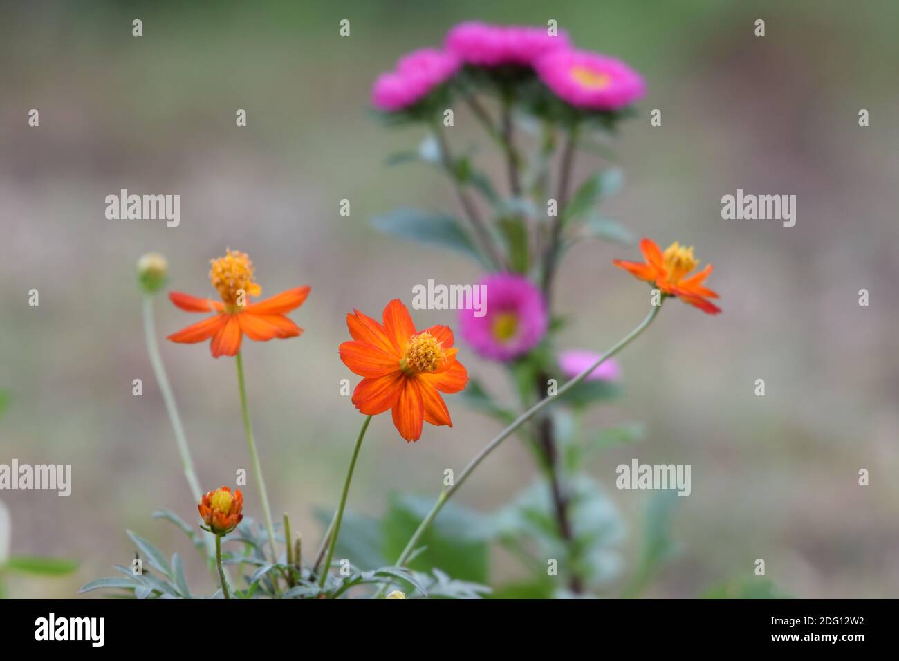orange flowers with pink flower background marigold Stock Photo - Alamy