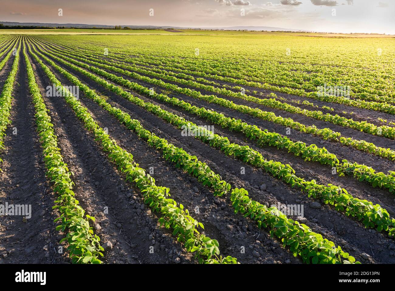 Soybean plants leaves growing hi-res stock photography and images - Alamy
