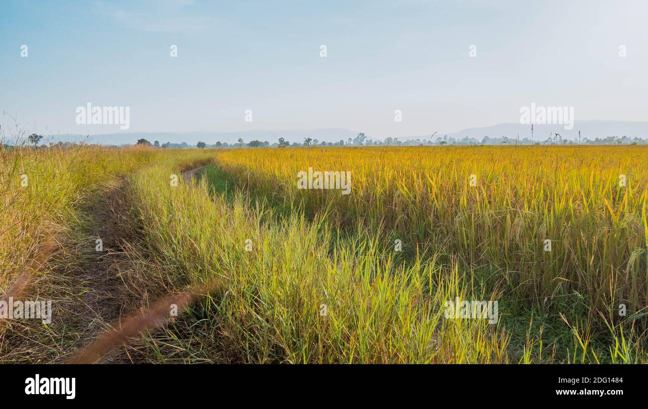 Curved Rice Panorama of beautiful rice field of the curve. Rice fields in green and ...