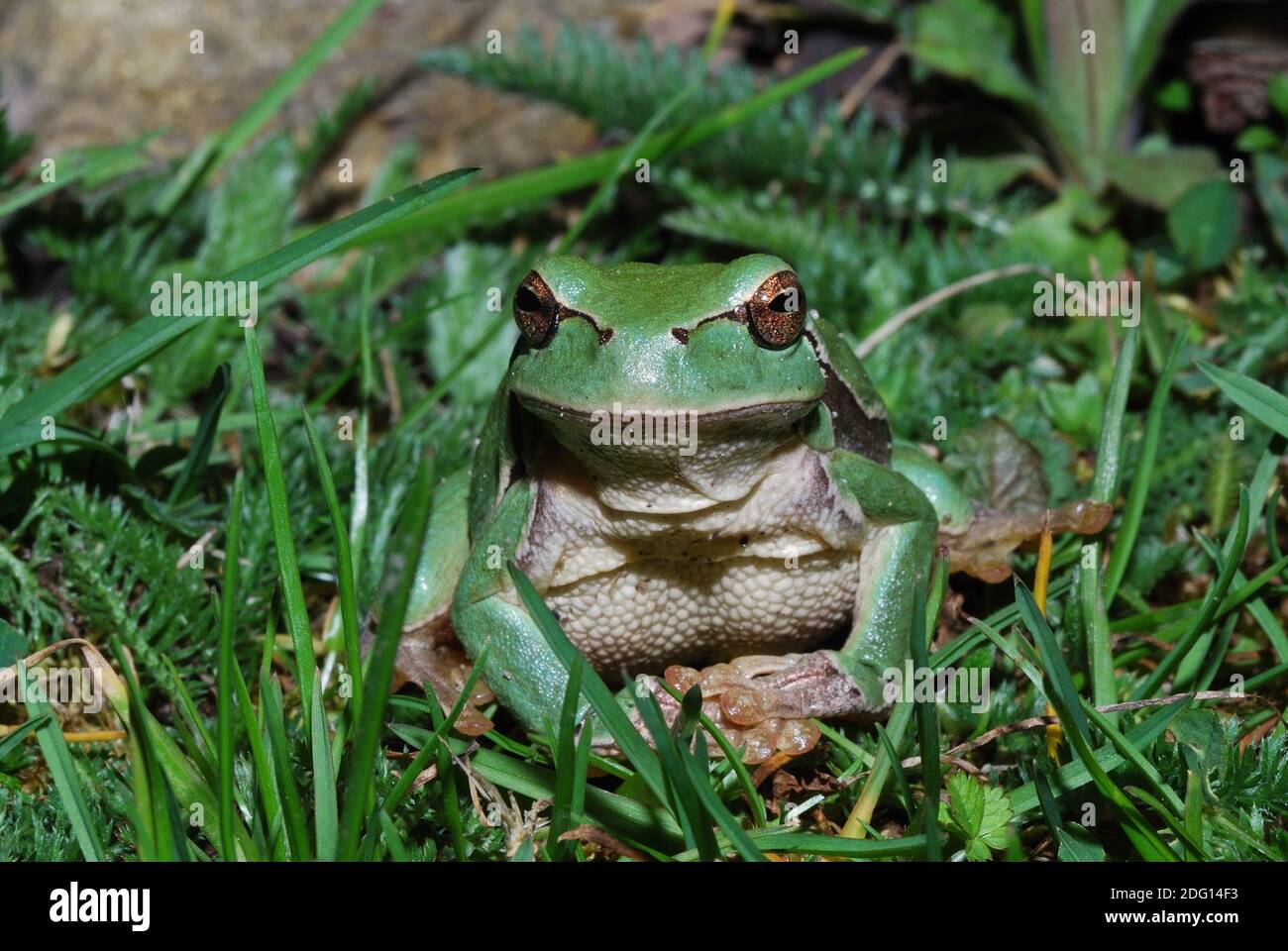 Little green tree frog sits in the grass and looks cheekily into the camera Stock Photo
