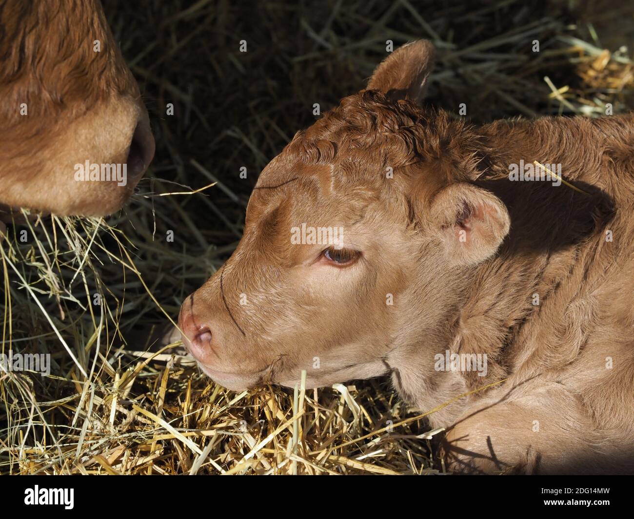 A head shot of a very young calf laying down on a straw bed Stock Photo
