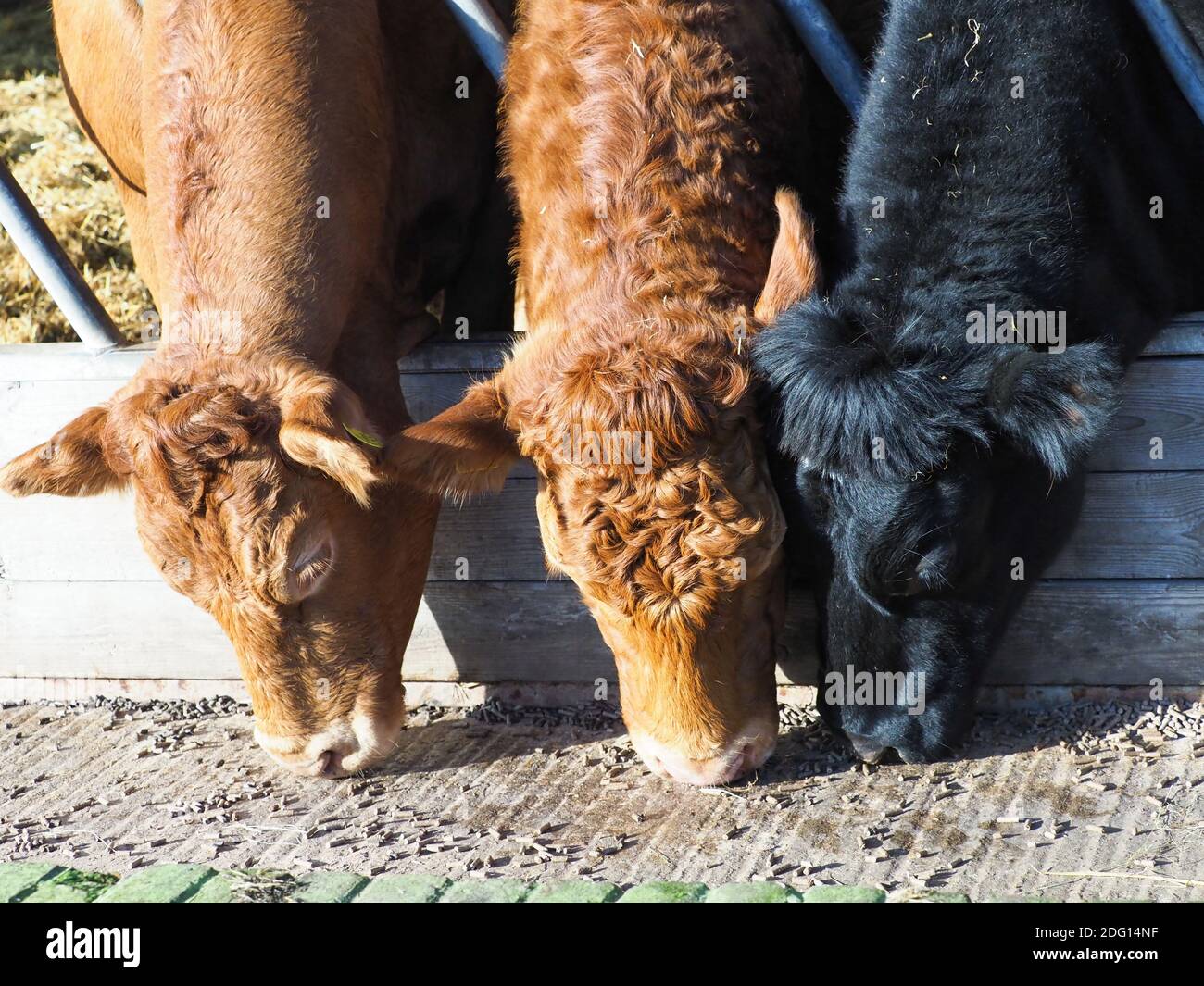 Three French breed cattle feed on nuts in a cattle shed Stock Photo Alamy