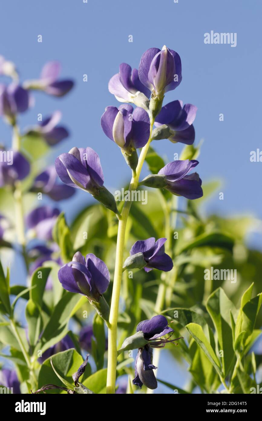 Baptisia tinctoria - Indigo Stock Photo