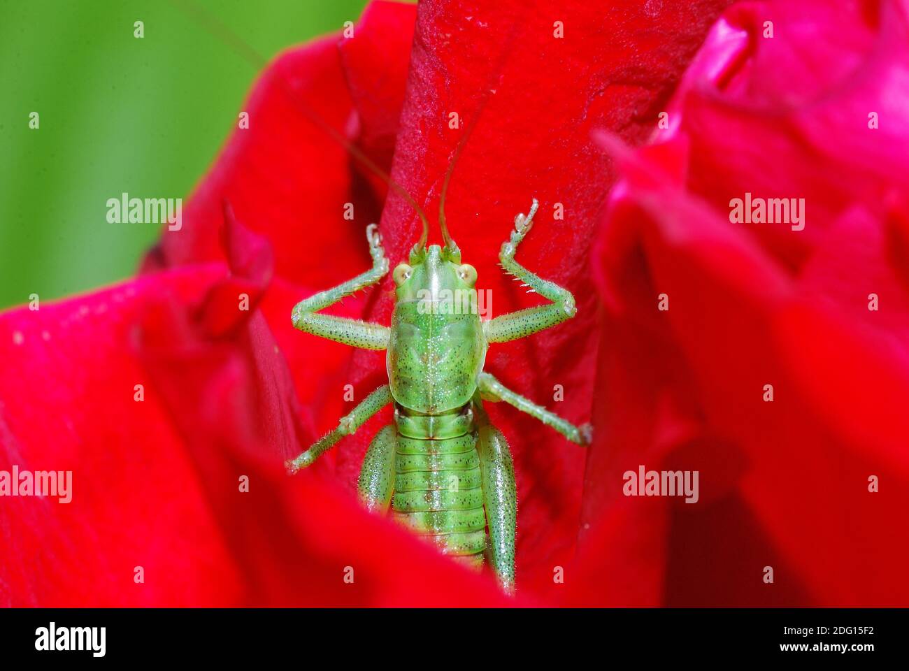Green grasshopper comes from red blue Stock Photo - Alamy