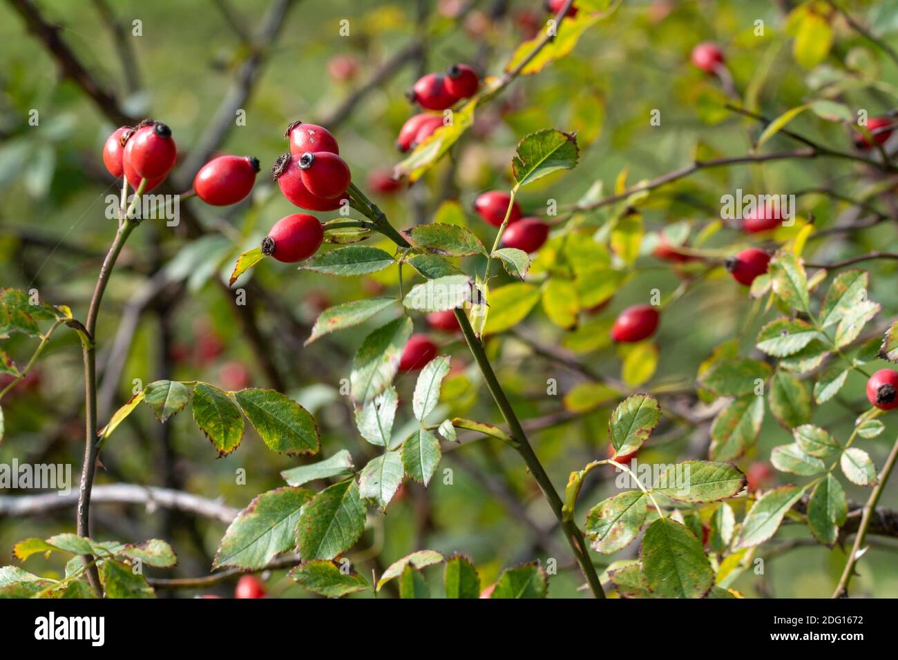 Can Dogs Have Rose Hips Can Dogs Have Rose Hips