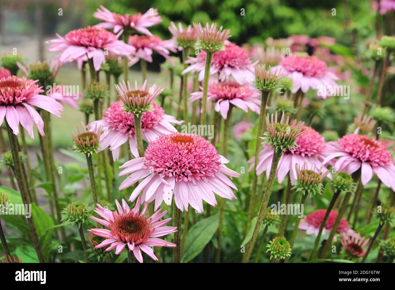 Echinacea purpurea 'Papallo Semi-Double Pink' coneflower blooming in the  summer months Stock Photo - Alamy