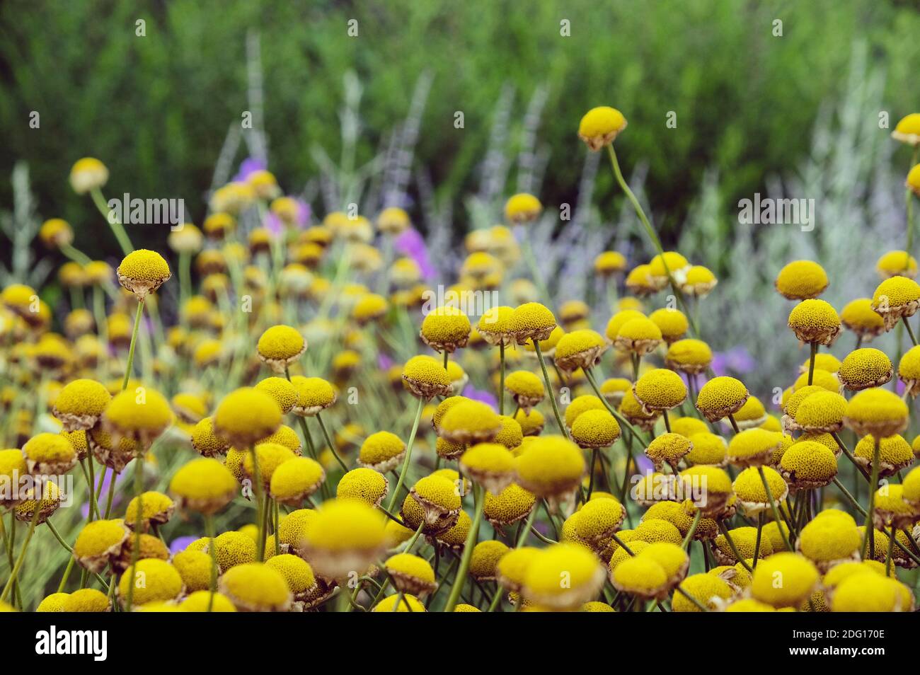 Anthemis tinctoria 'sauce hollandaise' daisy flower heads dying back