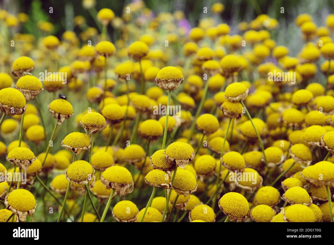Anthemis tinctoria 'sauce hollandaise' daisy flower heads dying back
